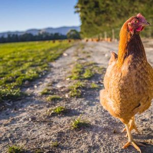 🐔CENTRAL OTAGO - Saturday 18th October 2025 Kurow → Omarama → Tarras → Wanaka → Cromwell → Alexandra → Ranfurly