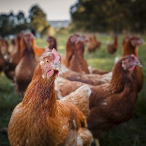 πCENTRAL OTAGO - Saturday 31st January 2026: Kurow β Omarama β Tarras β Wanaka β Cromwell β Alexandra β Ranfurly