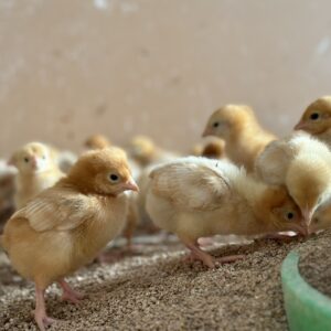 Female Day-Old Chicks - Saturday 14th November 2026