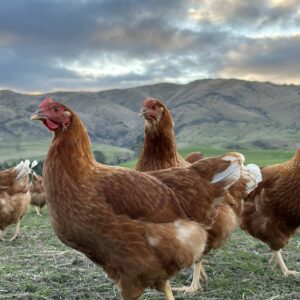 πOTAGO - Sunday 29th March 2026: Milton β Mosgiel β Waikouaiti β Palmerston β Maheno β Oamaru