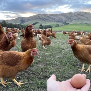 🐔OTAGO - Sunday 7th DECEMBER 2025 Milton → Mosgiel → Waikouaiti → Palmerston → Maheno → Oamaru