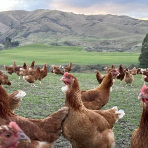 🐔OTAGO - Sunday 2nd August 2026: Milton → Mosgiel → Waikouaiti → Palmerston → Maheno → Oamaru