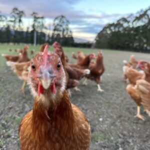 π SOUTH CANTERBURY - FRIDAY 27th March 2026: Geraldine β Temuka β Pleasant Point β Timaru (North & South) β Waimate